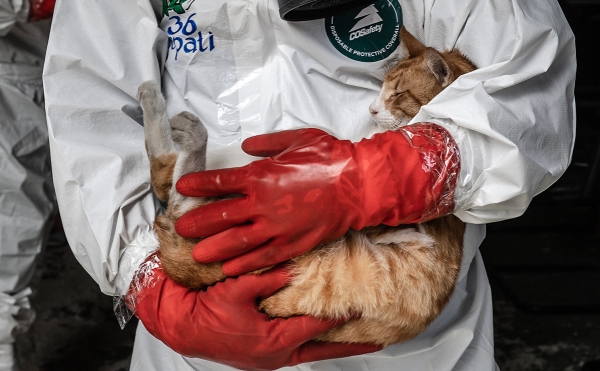 В Петербурге ученые обследовали зараженного коронавирусом кота